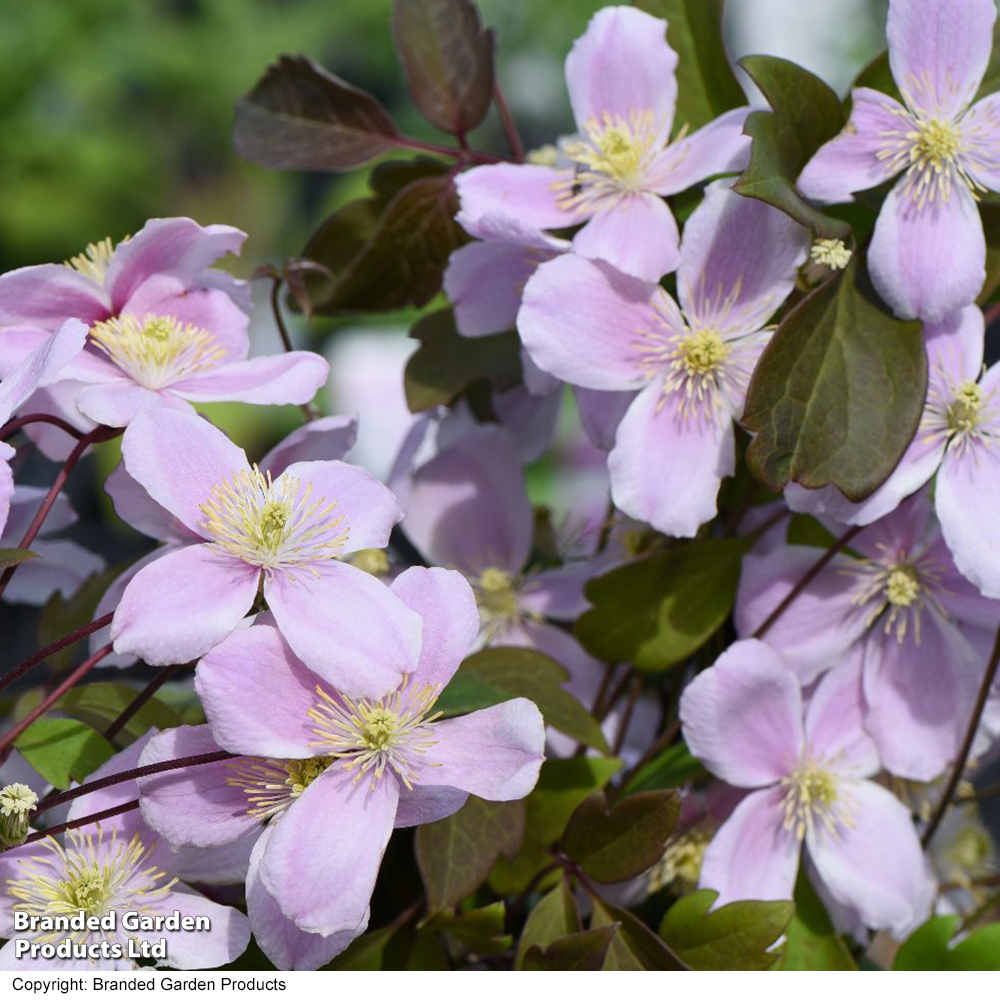 Clematis montana 'Rubens' image