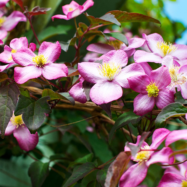 Clematis montana var. rubens 'Tetrarose' image