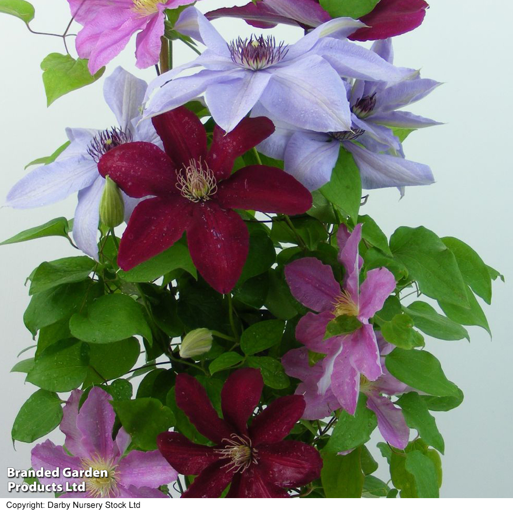 Nurseryman's Choice Climber Collection image