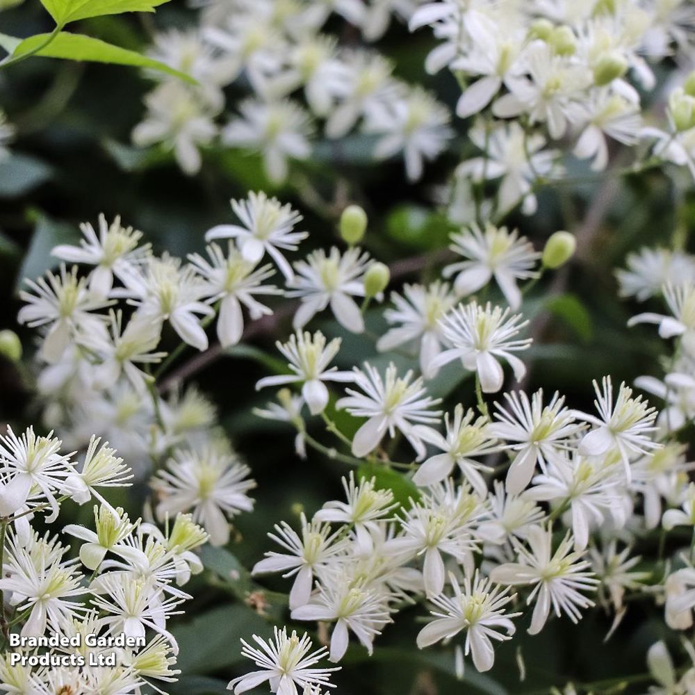 Clematis Vitalba image