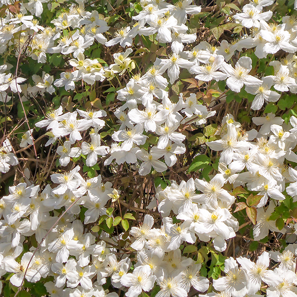 Clematis montana 'Wilsonii' image