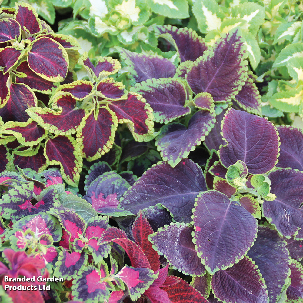 Coleus 'Wizard Mix' image