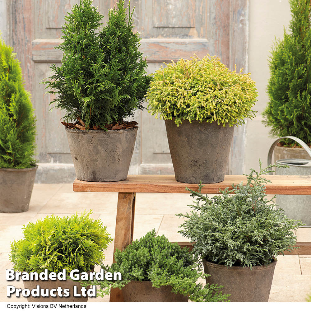 Nurseryman's Choice Conifer Collection image