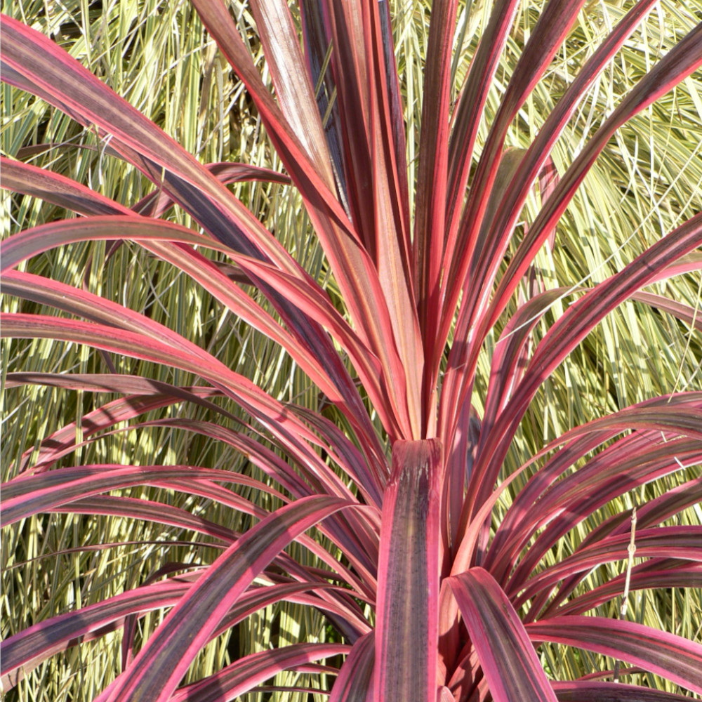 Cordyline 'Southern Splendour' image