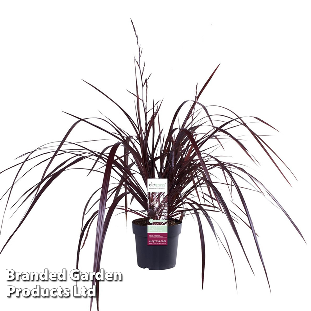 Cordyline 'Festival Burgundy' image