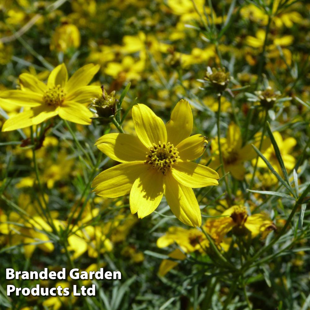 Coreopsis Verticillata Moonbeam image