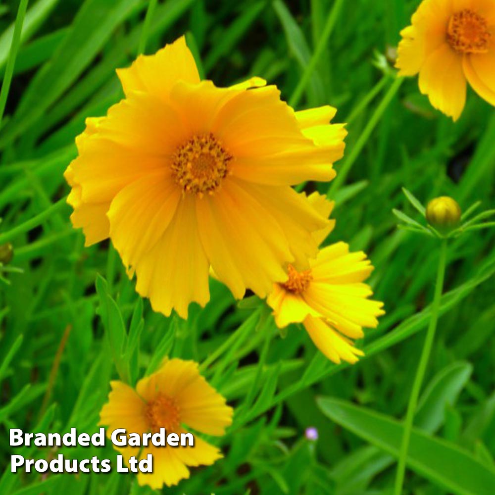 Coreopsis Grandiflora Mayfield Giant image