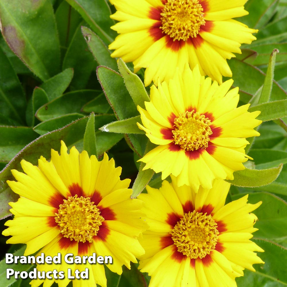 Coreopsis 'Baby Gold' image