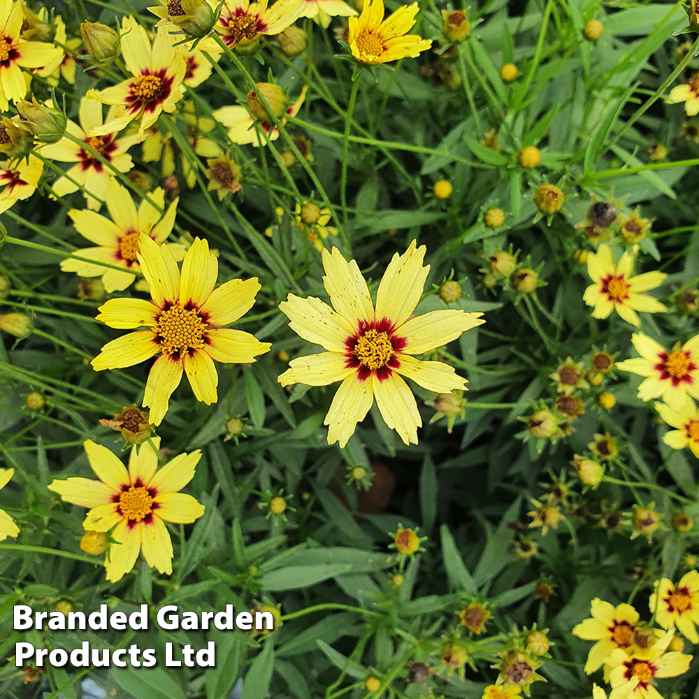 Coreopsis grandiflora 'Domino' image