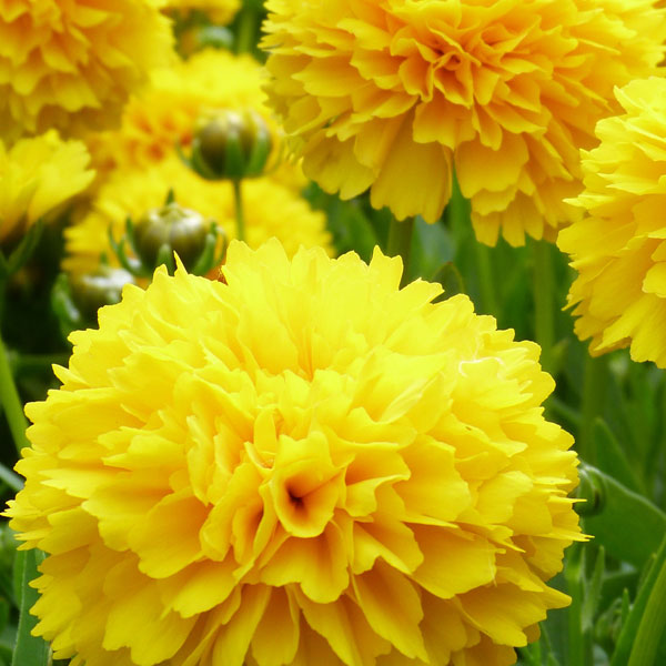 Coreopsis Golden Sphere image