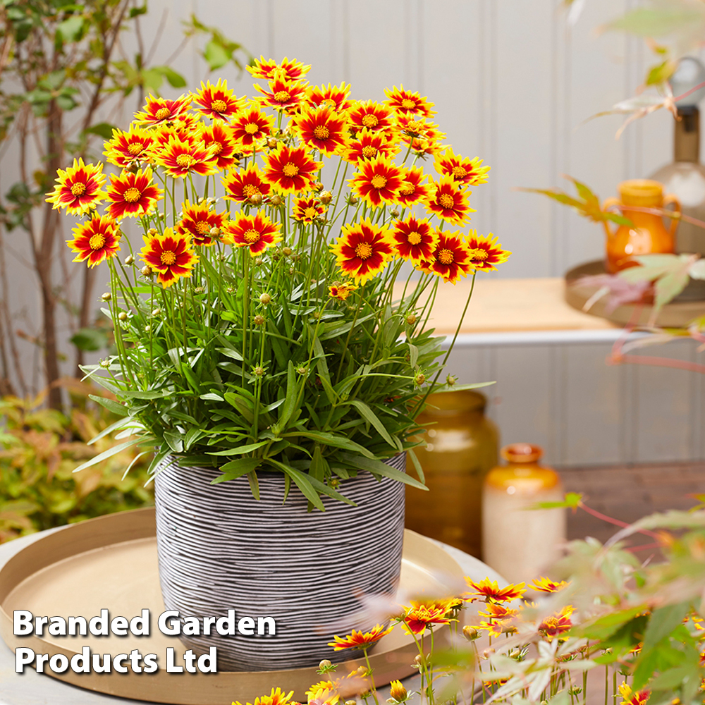 Coreopsis 'Solar Jewel' image