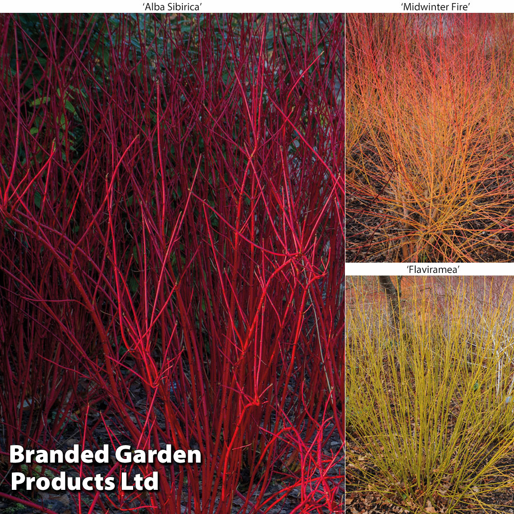 Cornus Winter Stems Collection image