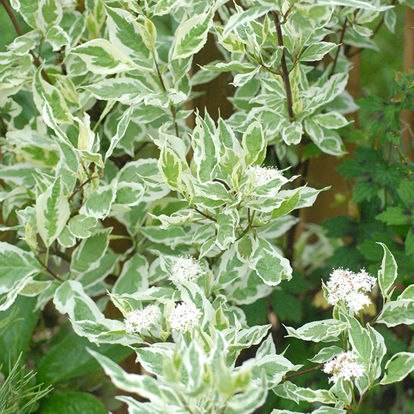 Cornus alba 'Elegantissima' image