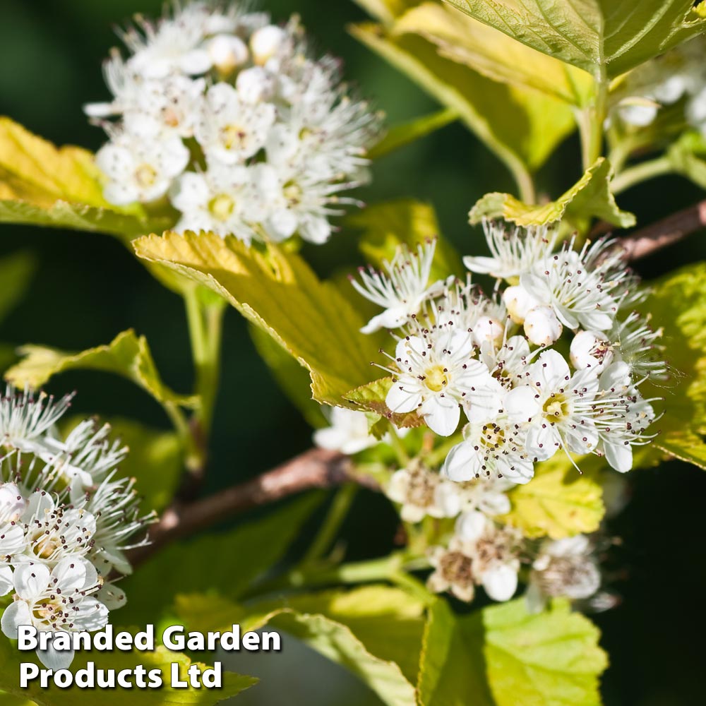 Red Dogwood (Hedging) image