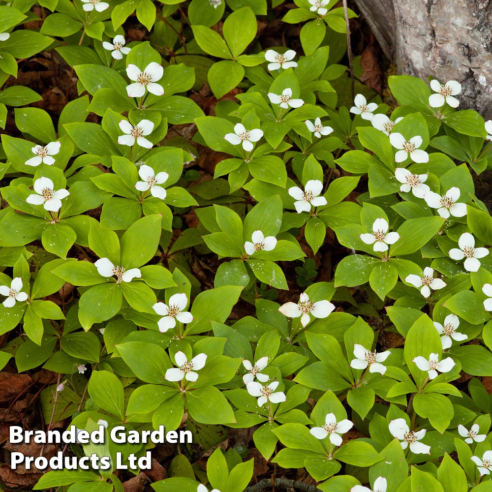 Cornus canadensis image