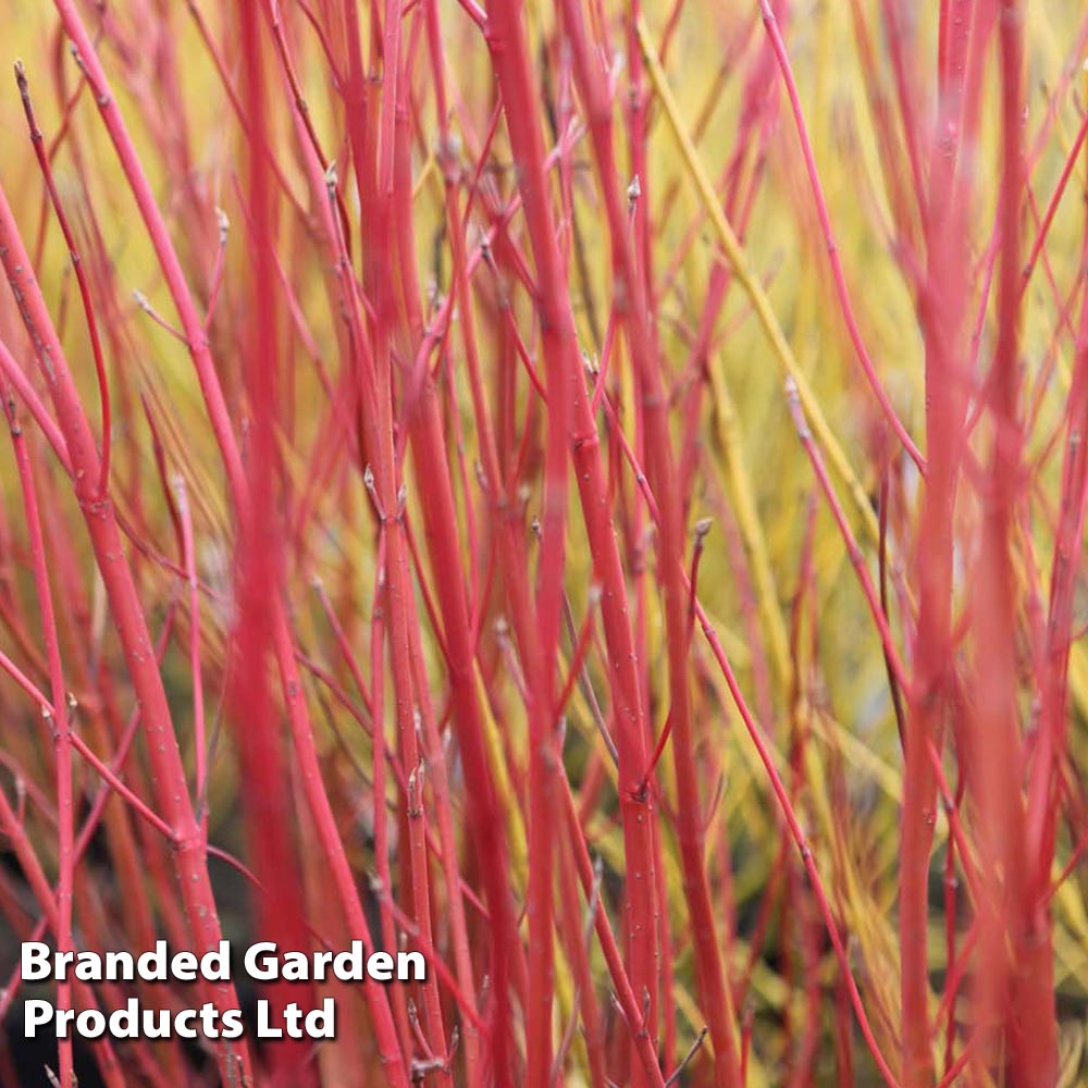 Cornus sericea 'Cardinal' image