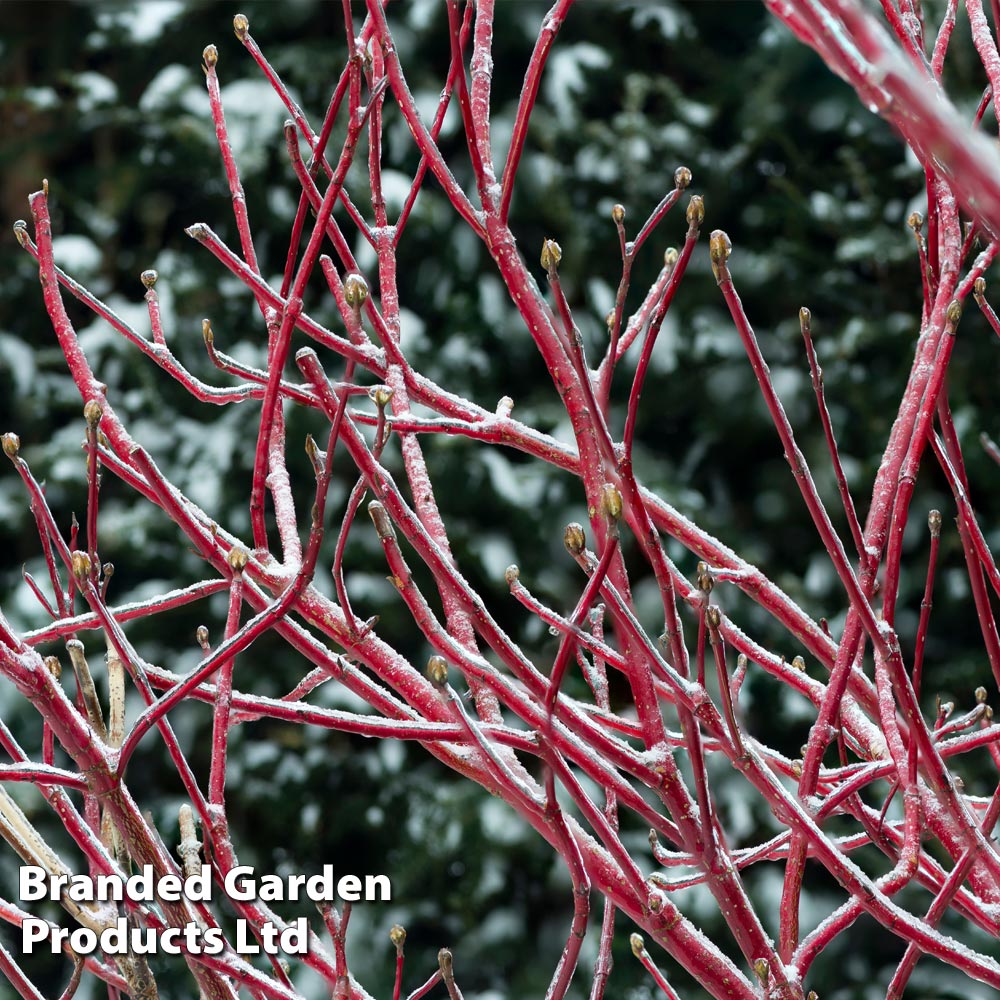 Cornus sericea 'Firedance First Editon' image