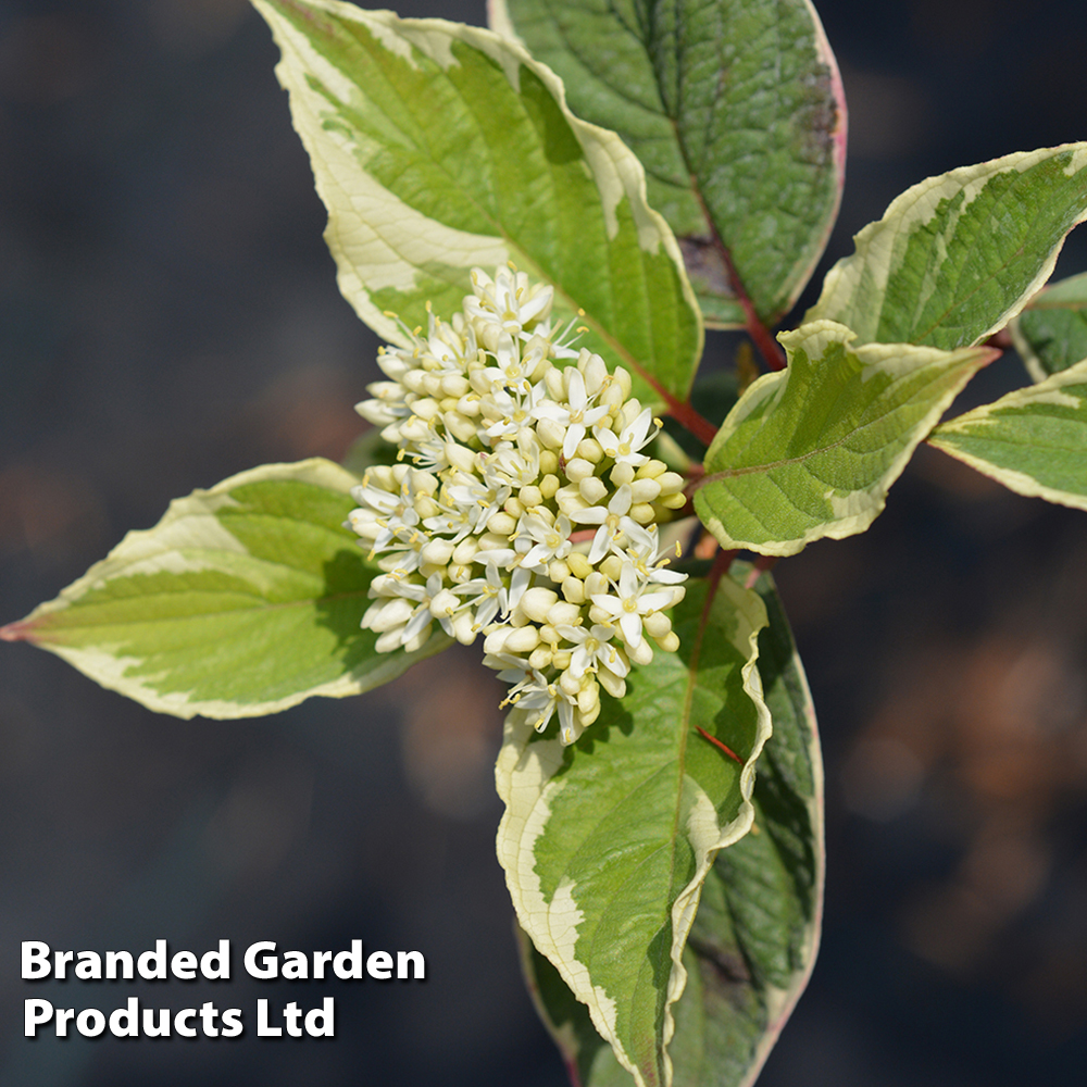 Cornus alba 'Gouchaultii' image