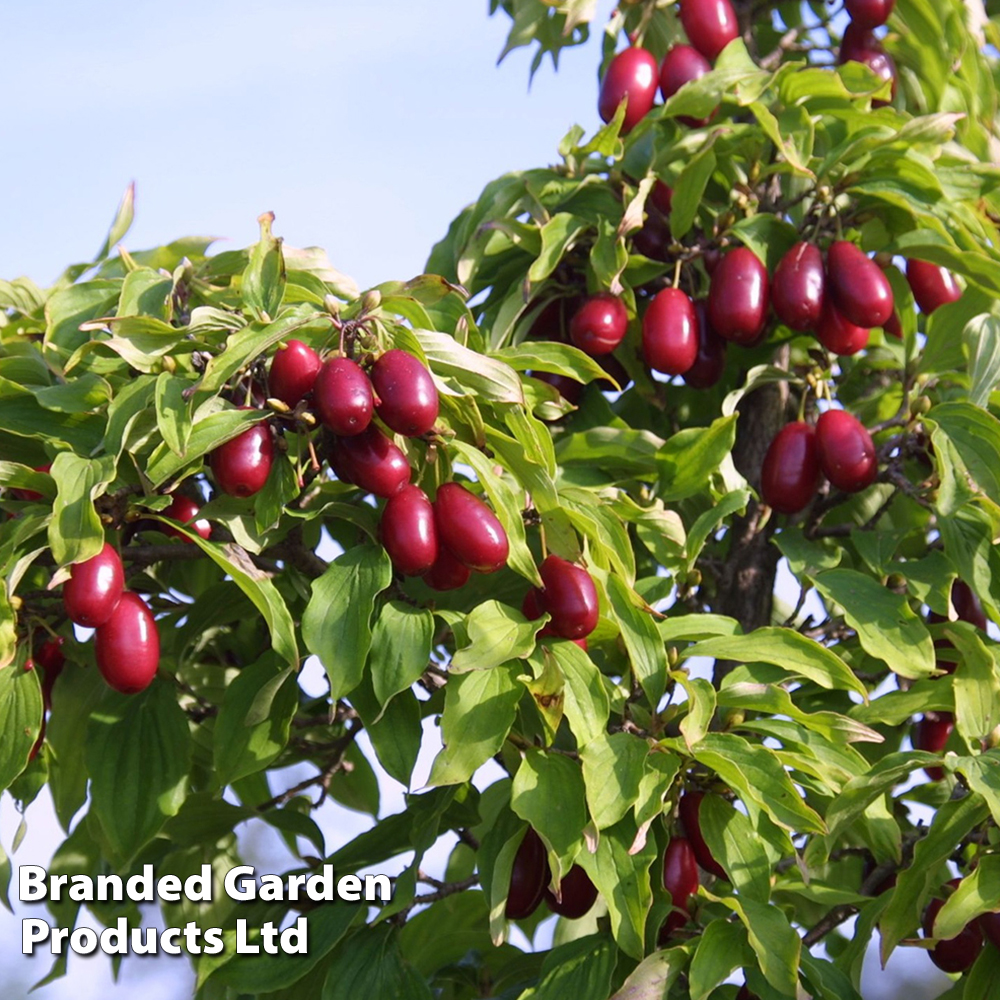 Cornus mas 'Kazanlak' image