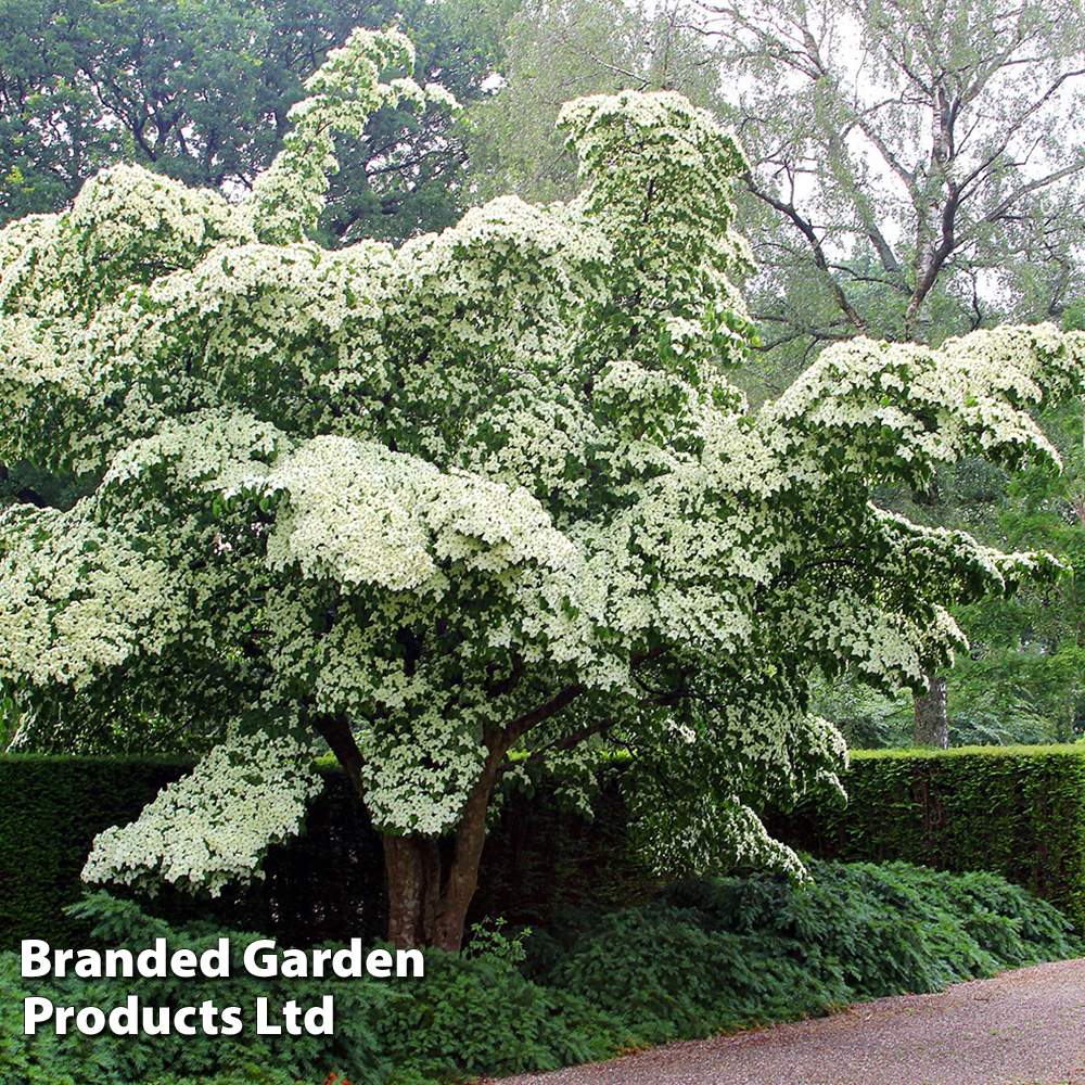 Cornus kousa image