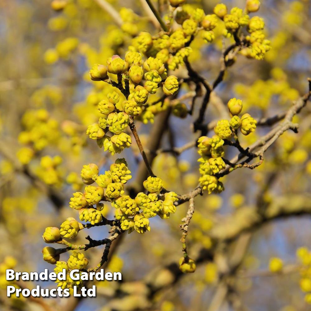 Cornelian Cherry (Hedging) image