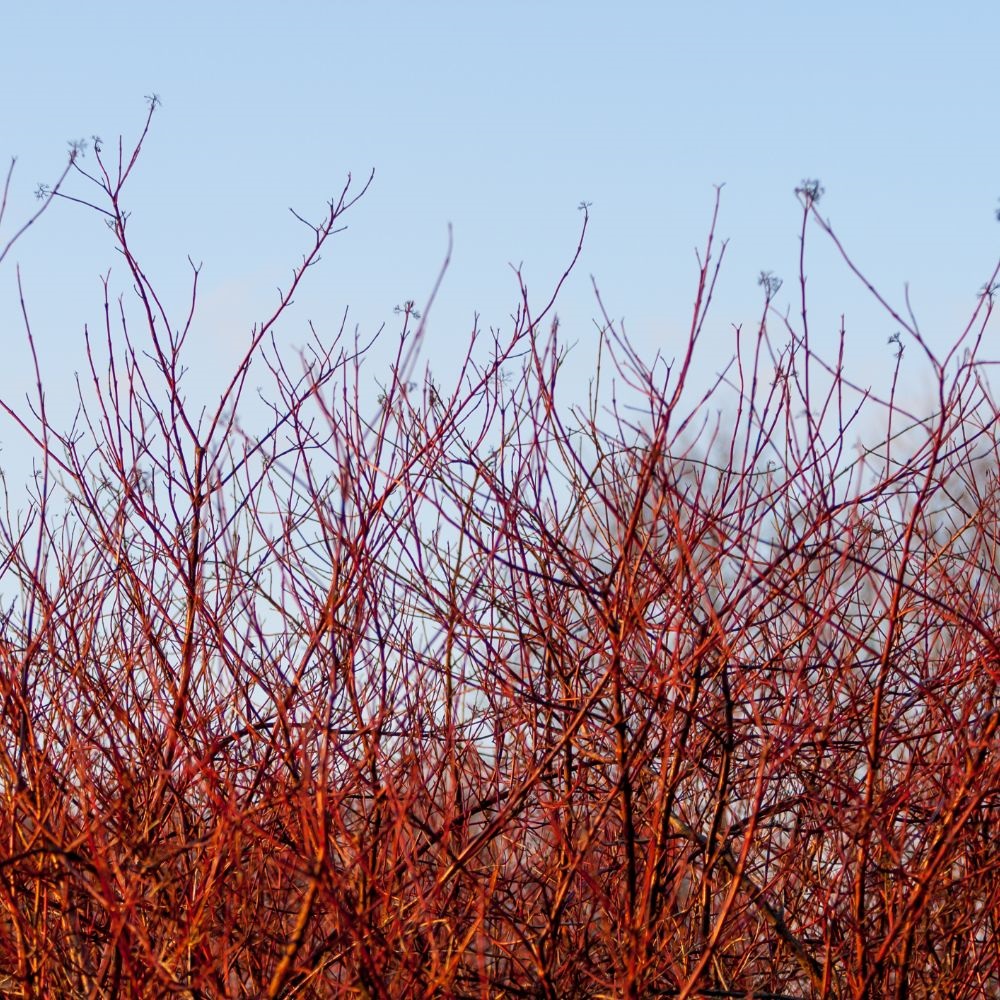 Common Dogwood (Hedging) image