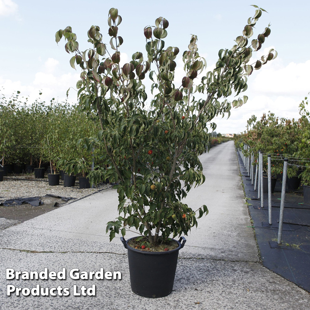 Cornus kousa 'Weisse Fontaine' image