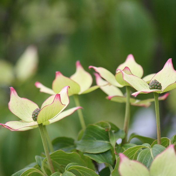 Cornus kousa var. chinensis 'Wieting's Select' image