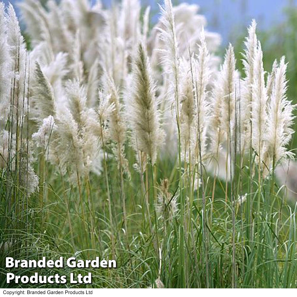 Cortaderia selloana 'Pumila' image