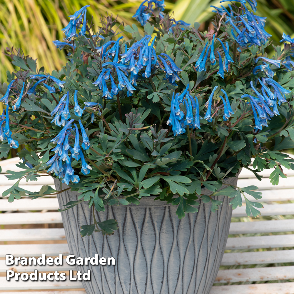 Corydalis 'Blue Heron' image