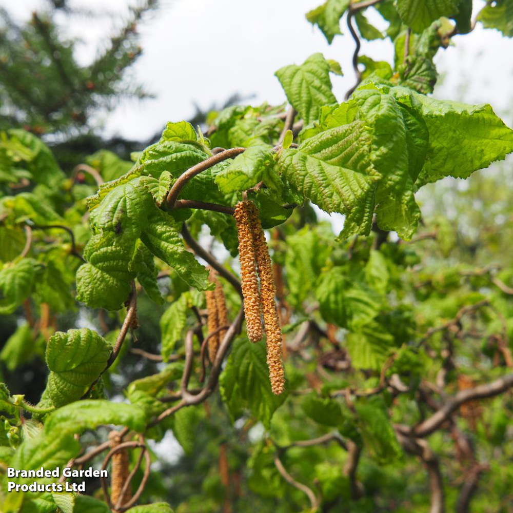 Corylus avellana 'Contorta' image