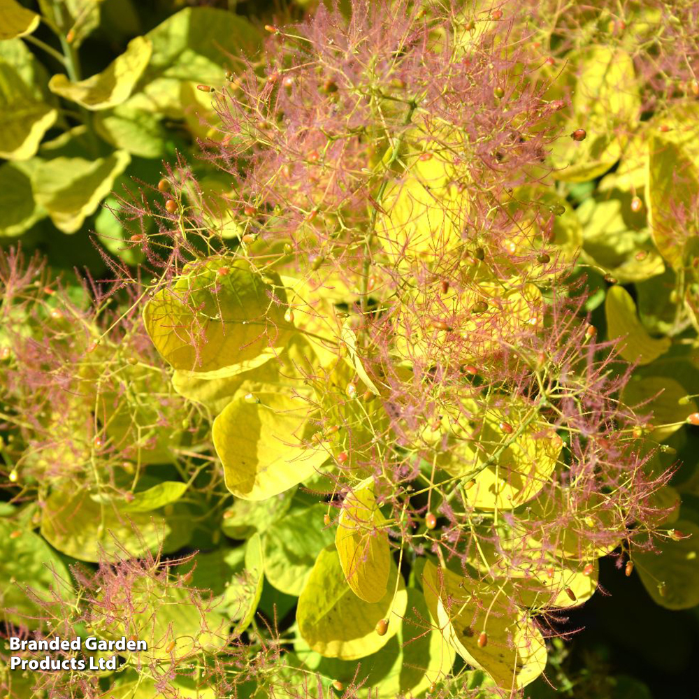 Cotinus coggygria 'Golden Spirit' image