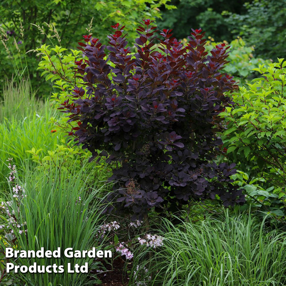 Cotinus coggygria 'Royal Purple' image