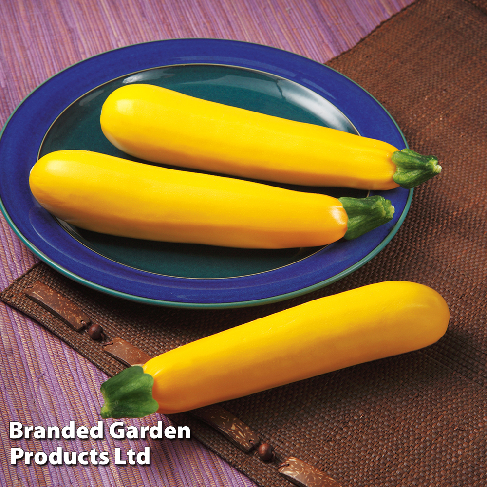 Courgette 'Golden Glory' F1 image