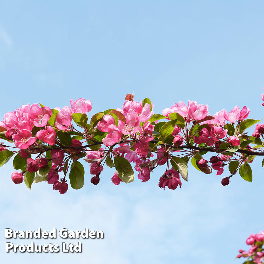 Crab Apple 'Indian Magic' image