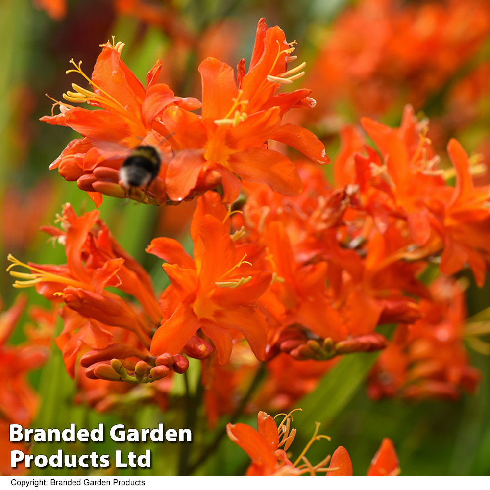 Crocosmia 'Spitfire' image