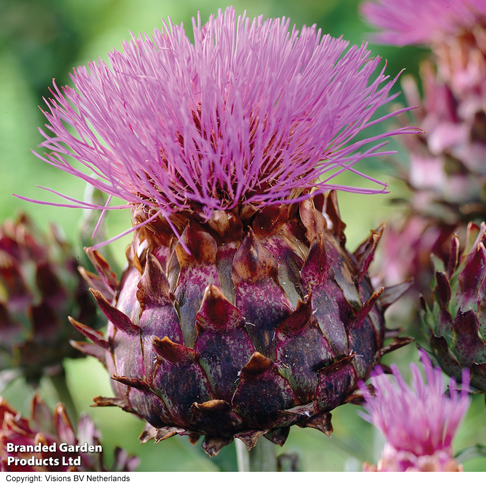 Cynara cardunculus image