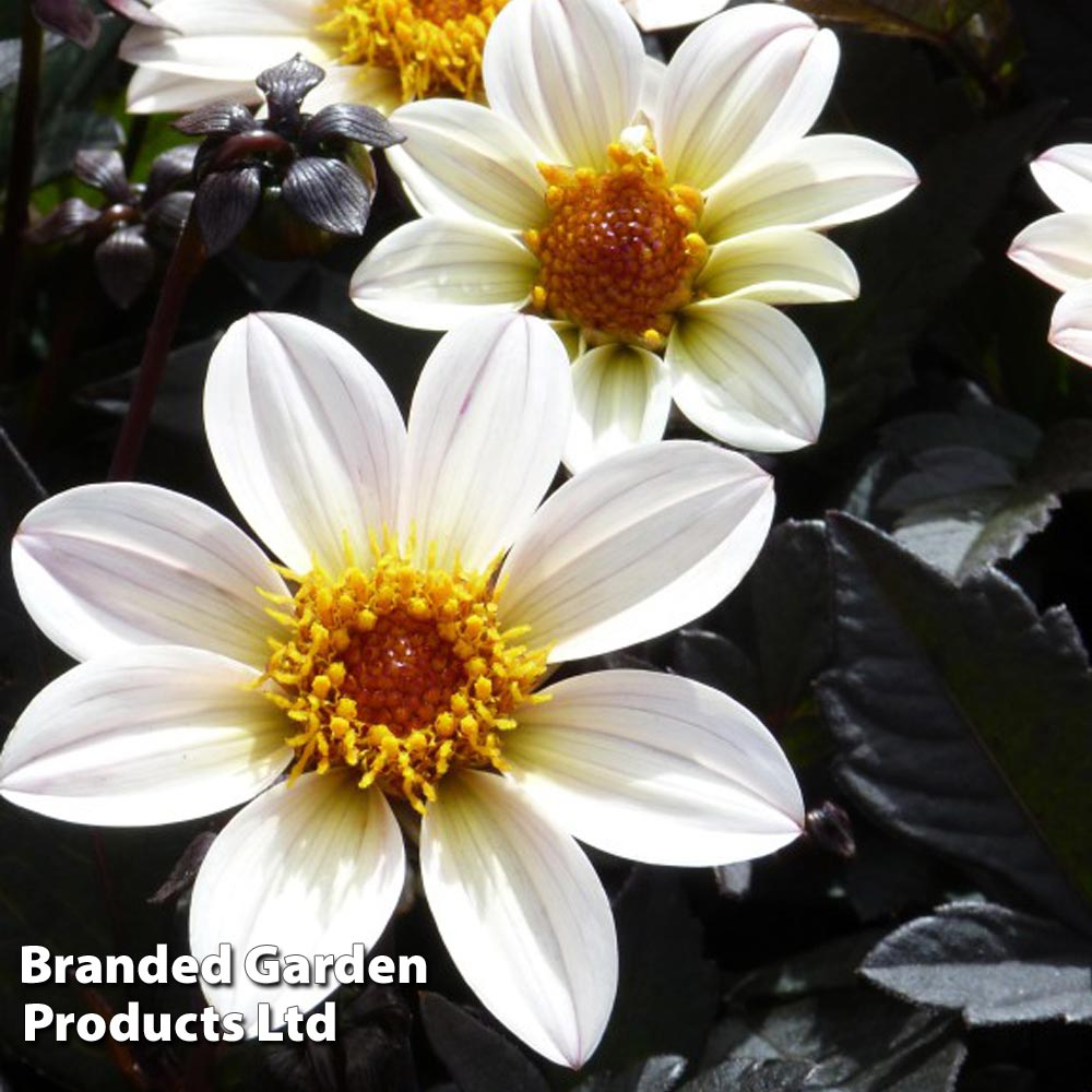 Dahlia Happy Days Cream image