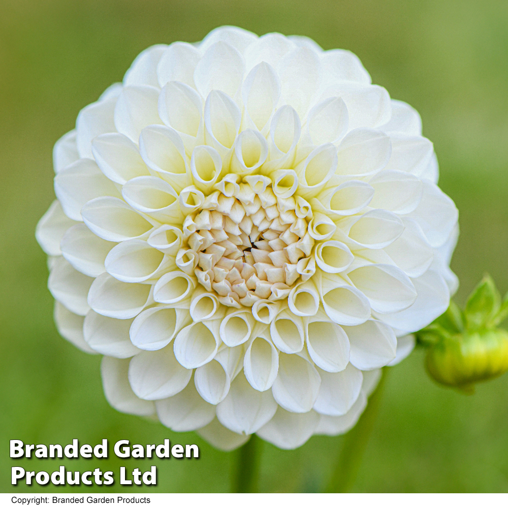 Dahlia 'Boom Boom White' image