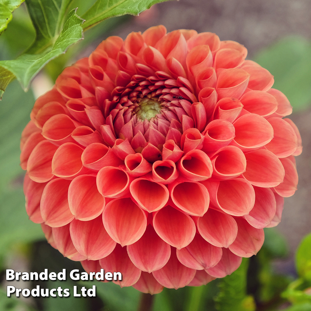 Dahlia 'Cornel Brons' image