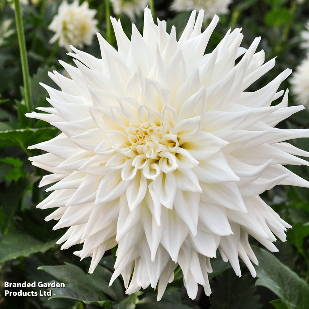 Dahlia 'Fleurel' image