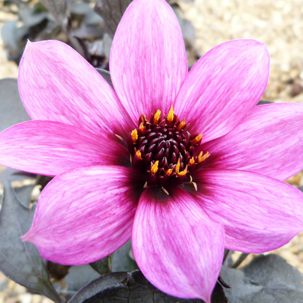 Dahlia 'Happy Days Purple' image