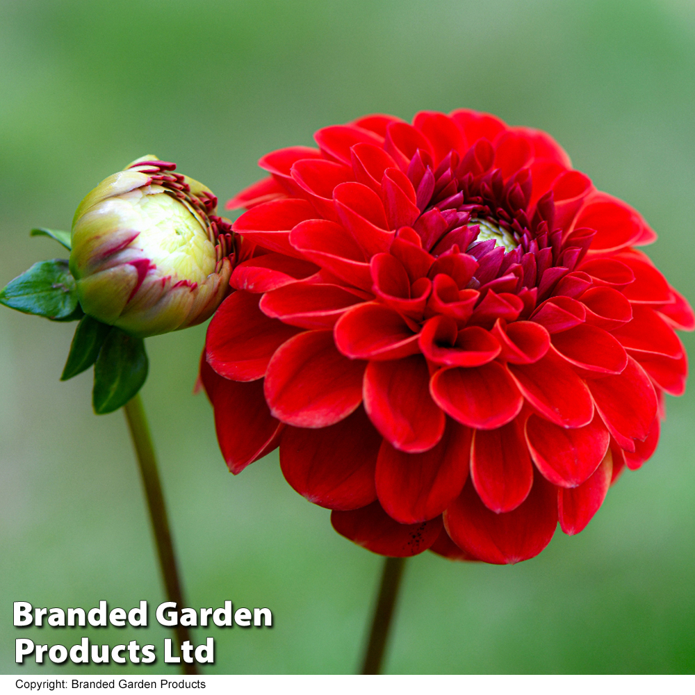 Dahlia 'Maroon Fox' image