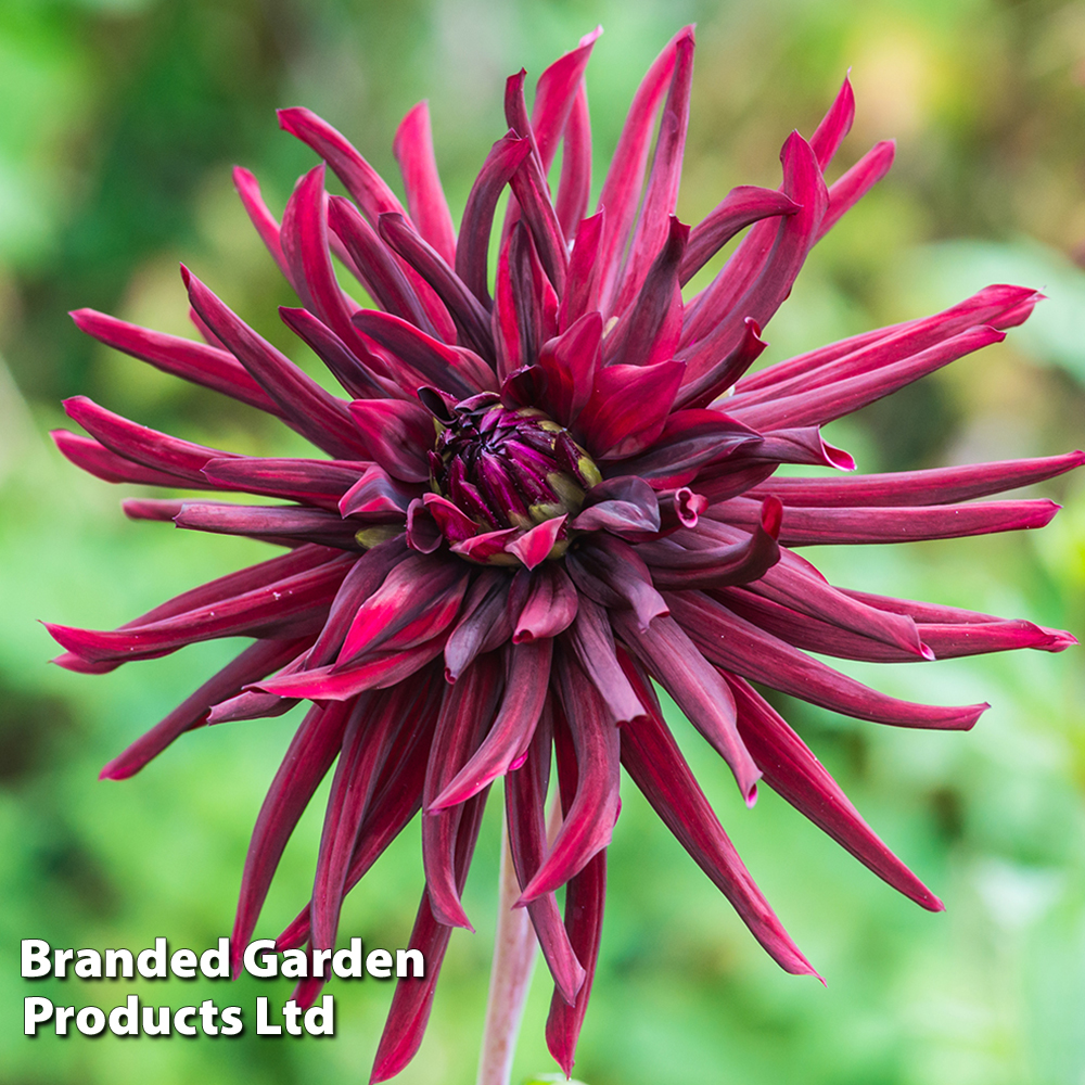 Dahlia 'Nuit d Ete' image