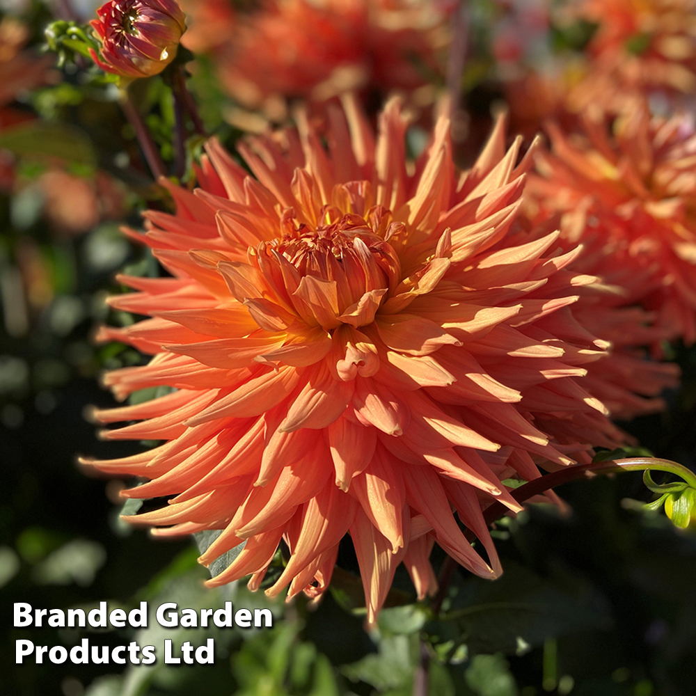 Dahlia 'Orange Turmoil' image