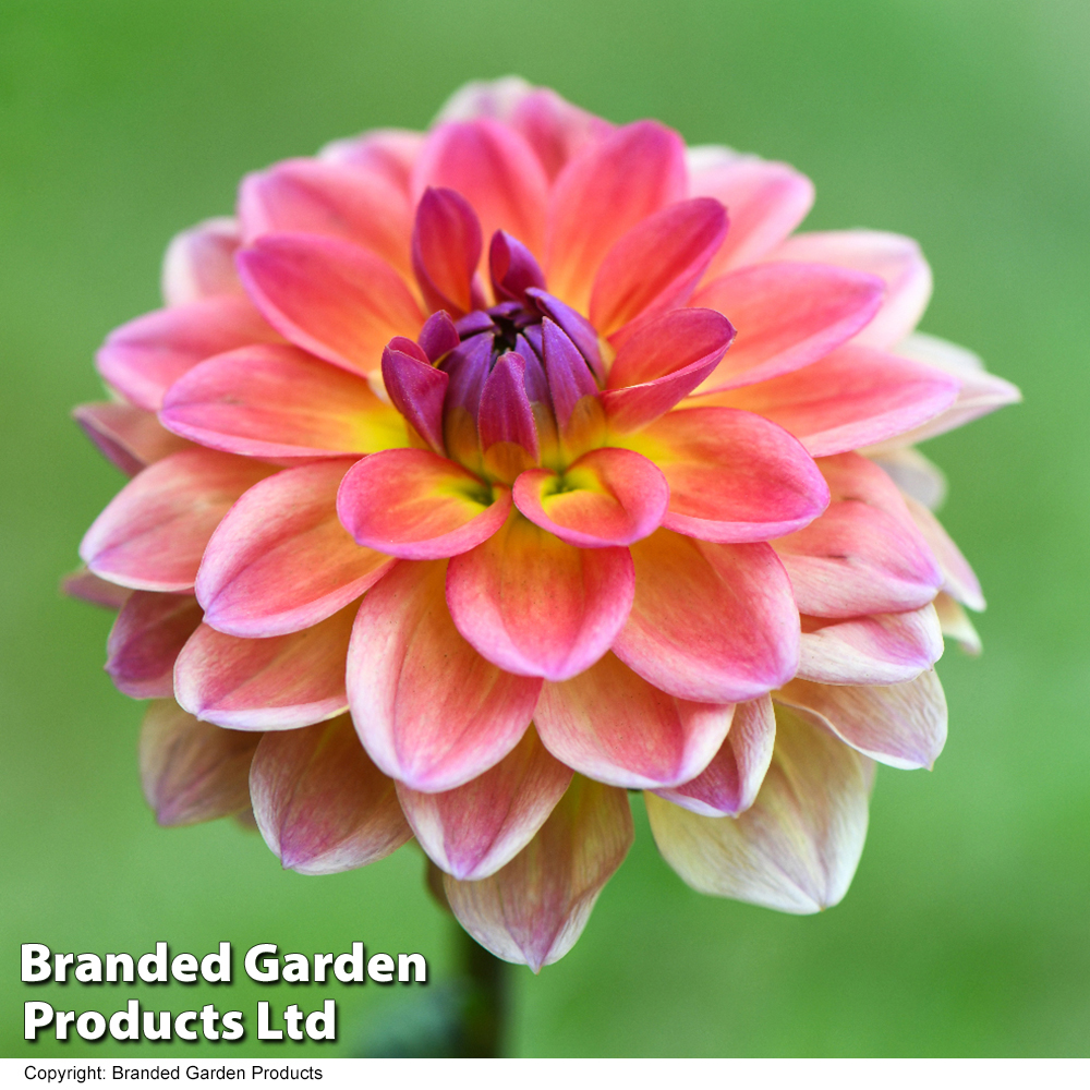 Dahlia 'Pacific View' image