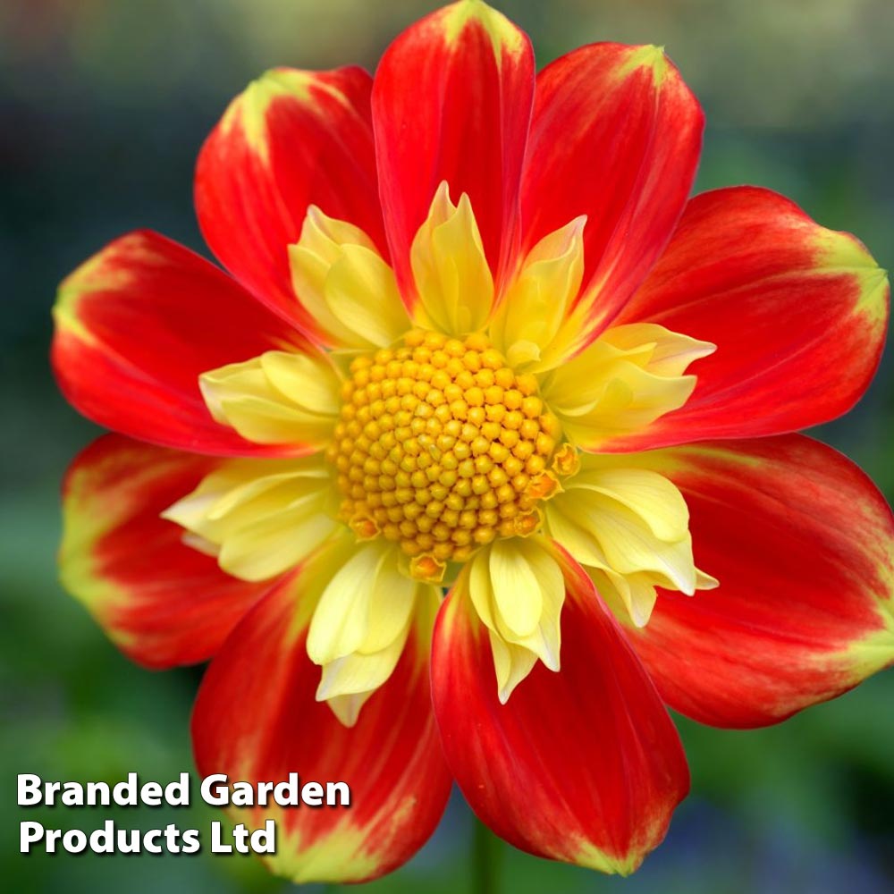 Dahlia 'Pooh' image