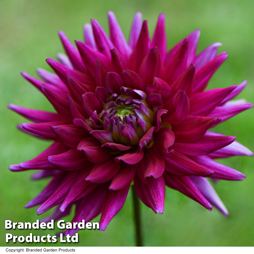 Dahlia 'Purple Gem' image