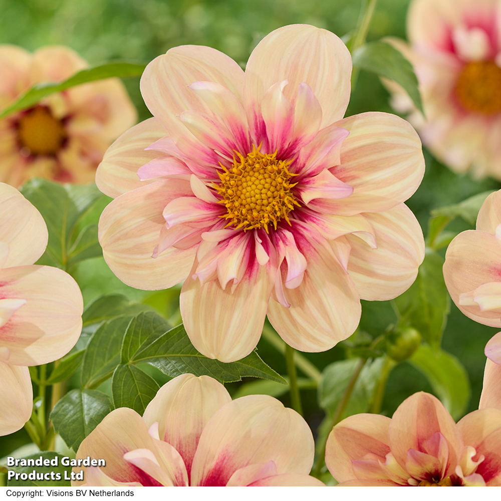 Dahlia 'Rhubarb and Custard' image