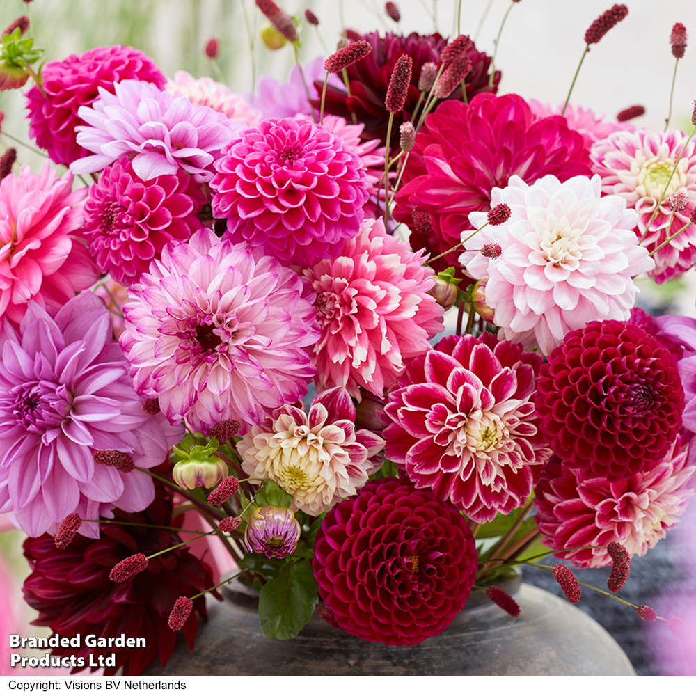 Dahlia 'Romantic Bouquet Mix' image